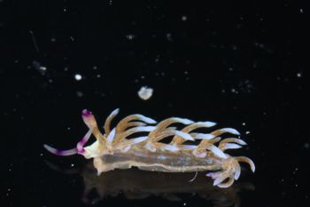Media type: image;   Malacology 393738 Description: live specimen;